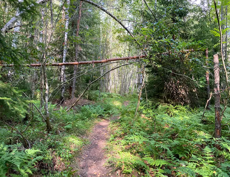Eetun silmälasit hajosivat metsässä, ja hän päätti mennä laserleikkaukseen, jotta sitä ei tarvitsisi kokea uudestaan.